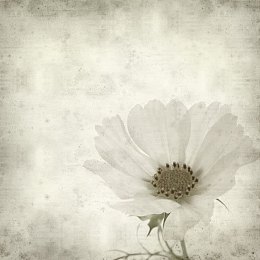 墙壁上的白色花朵