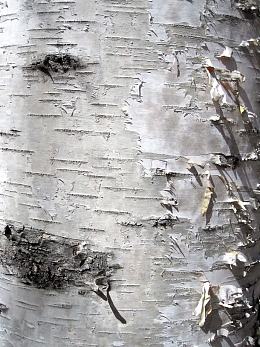 带脱落表皮的白色树皮背景