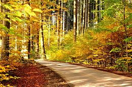 秋天树林道路风景