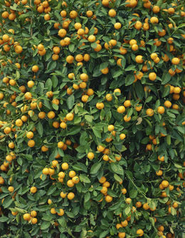 觅元素为您找到34个相关结果