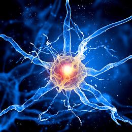 神经纤维