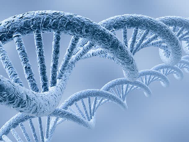 DNA基因结构
