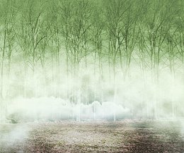 森林白雾风景