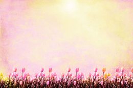 梦幻鲜花背景边框