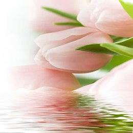 高清鲜花摄影