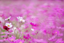 高清鲜花摄影