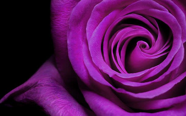 紫色玫瑰花背景