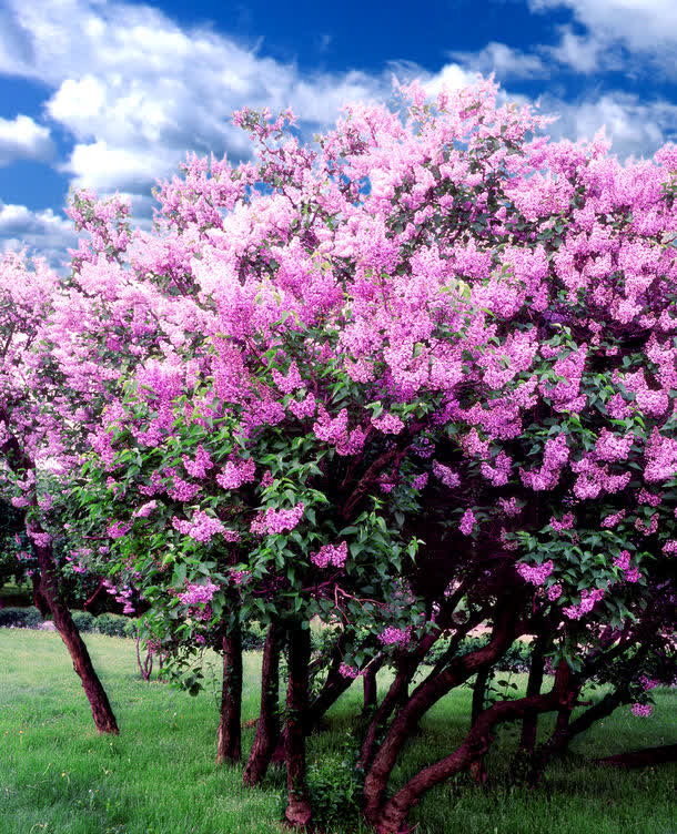 关键词 : 鲜花草地背景图片素材下载,鲜花草地背景图片,插画,手绘