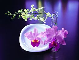 时尚花纹摄影素材