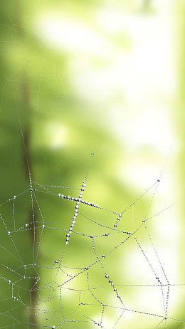 蜘蛛网油画
