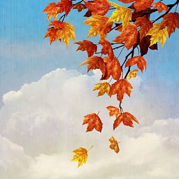 秋天树叶的景观