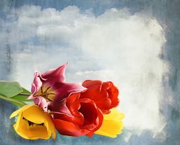 郁金香鲜花背景