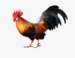 大公鸡效果图