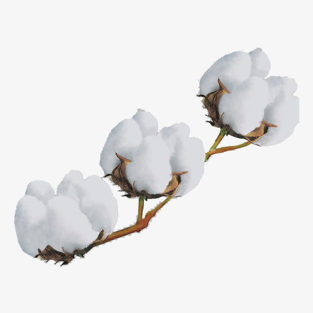 棉花素材免费下载_觅元素