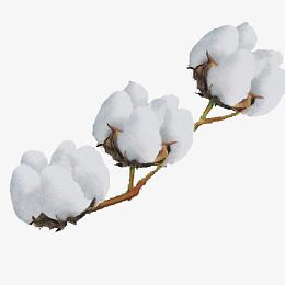 三朵棉花