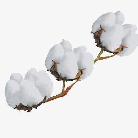 三朵棉花