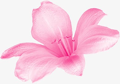 粉色花朵医生专家护士图片