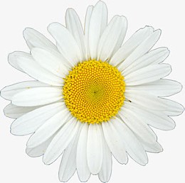 白色重叠花瓣小雏菊医疗