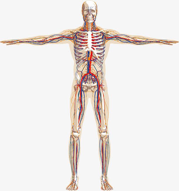 人体骨骼血管示意矢量素材,