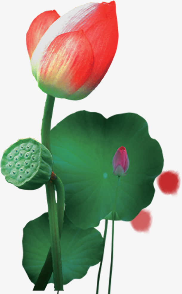 荷花校园廉洁文化建设