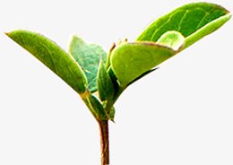 嫩绿树叶枝丫春日