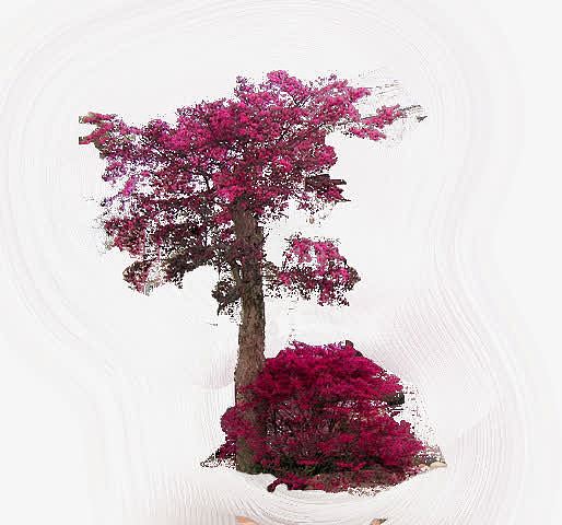 粉色树叶植物装饰