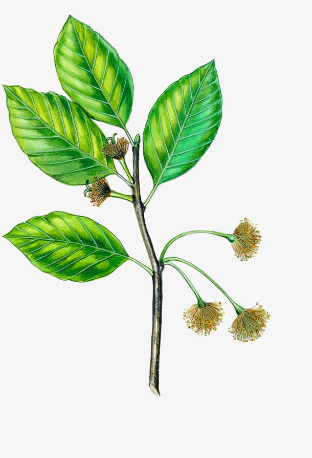 手绘绿色树叶植物装饰