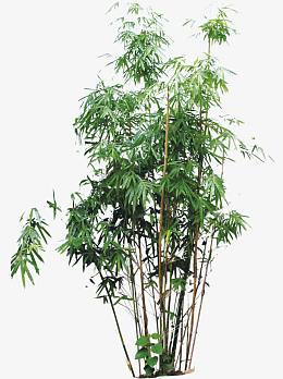 绿色清新竹林美景