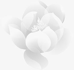白色手绘莲花装饰