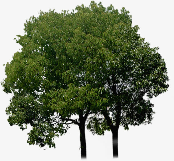 绿色大树绿化景观素材免费下载_觅元素