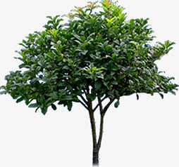 高清创意绿色草木桂花树