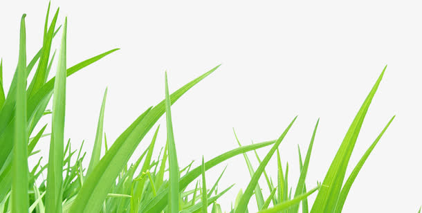 创意高清手绘小草免抠素材免费下载_觅元素51yuansu.com