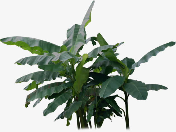 灌木植物景观图片免抠素材免费下载_觅元素51yuansu.com