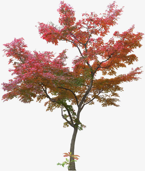 红色树木素材图片
