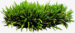 高清摄影绿色草本植物水草
