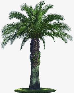 海滩阳光别墅植物