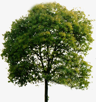 绿色园林树木乔木免抠素材免费下载_觅元素51yuansu.com