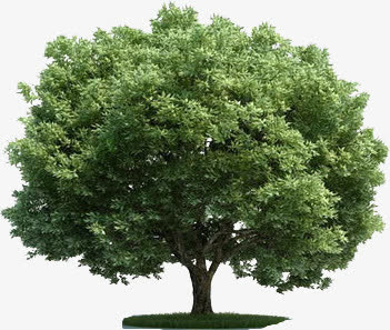 圆形大树美景树木