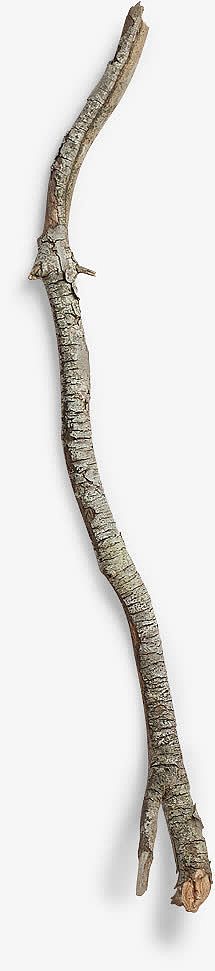 干枯树干创意摄影