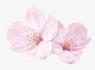 高清创意摄影合成粉红色的桃花花瓣