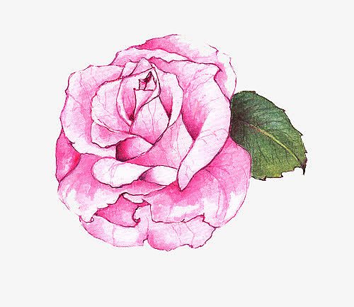 手绘粉色水彩玫瑰