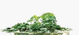 绿色湿地公园植物