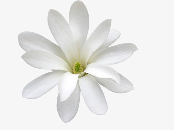 高清摄影白色的茉莉花