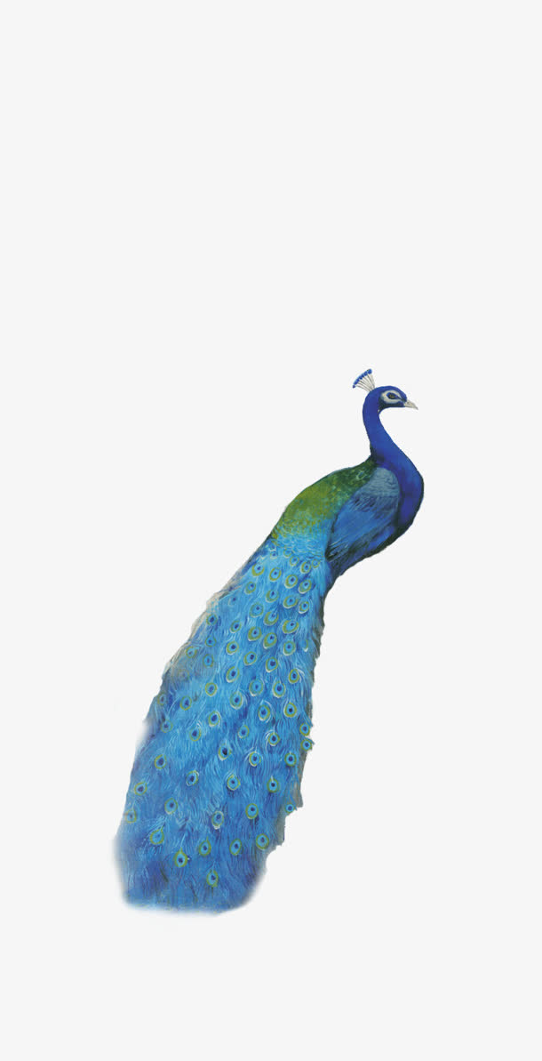 蓝色唯美孔雀造型素材免费下载_觅元素