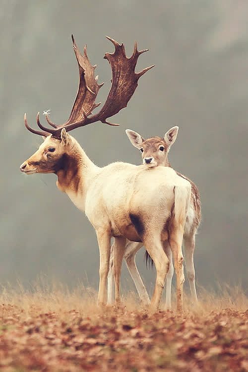 高清可爱梅花鹿动物