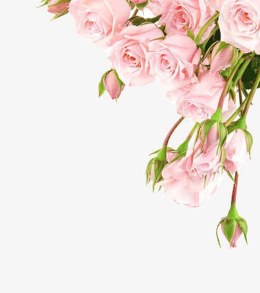边框粉色玫瑰花朵装饰