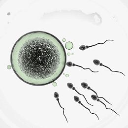 精子