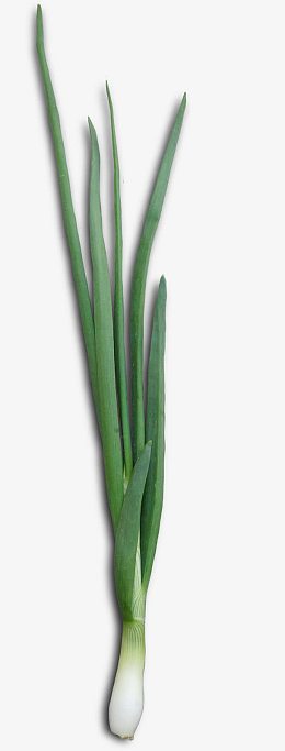 蔬菜大葱