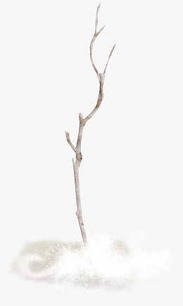 枯树