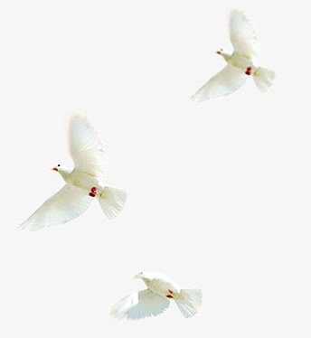 在布拉格广场上飞扬的白色鸽子